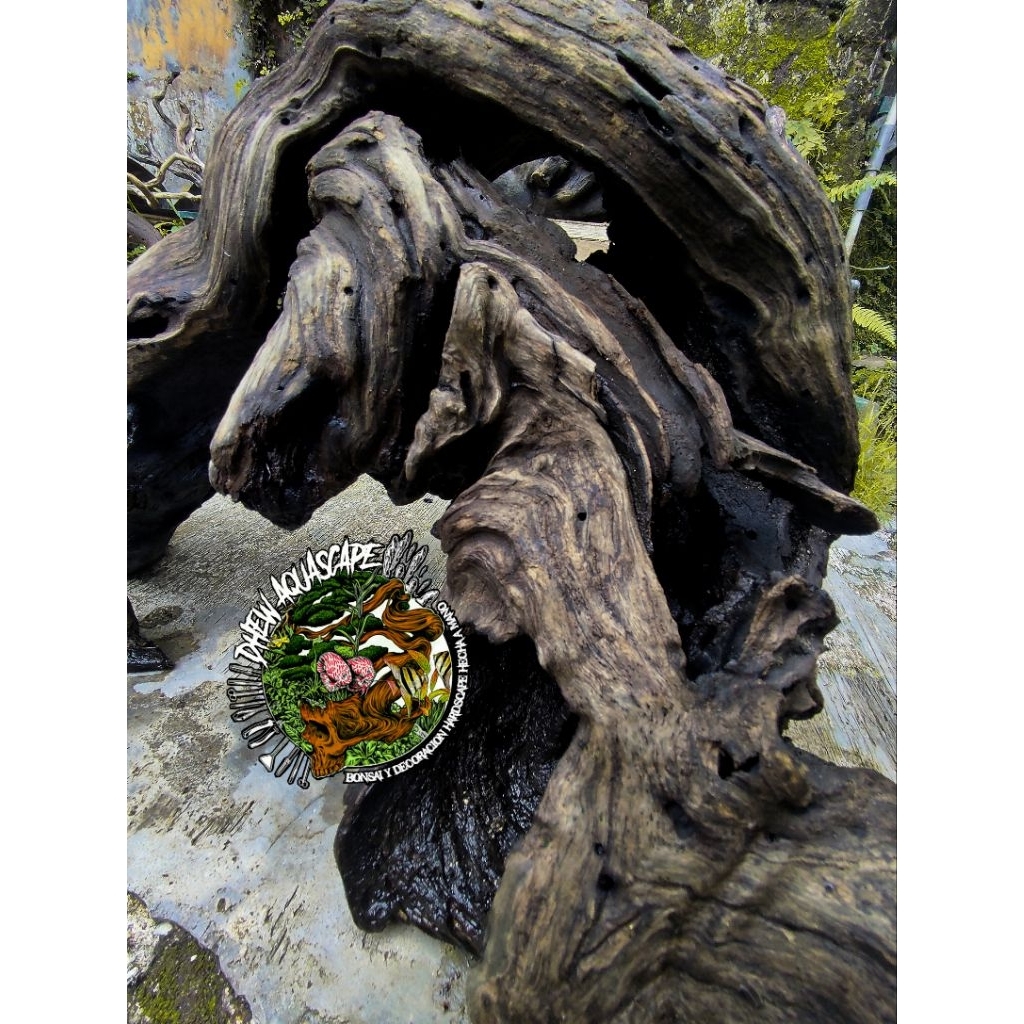 kayu santigi tenggelam kayu bonggol santigi laut hiasan akuarium aquacape dekorasi akuarium kandang 