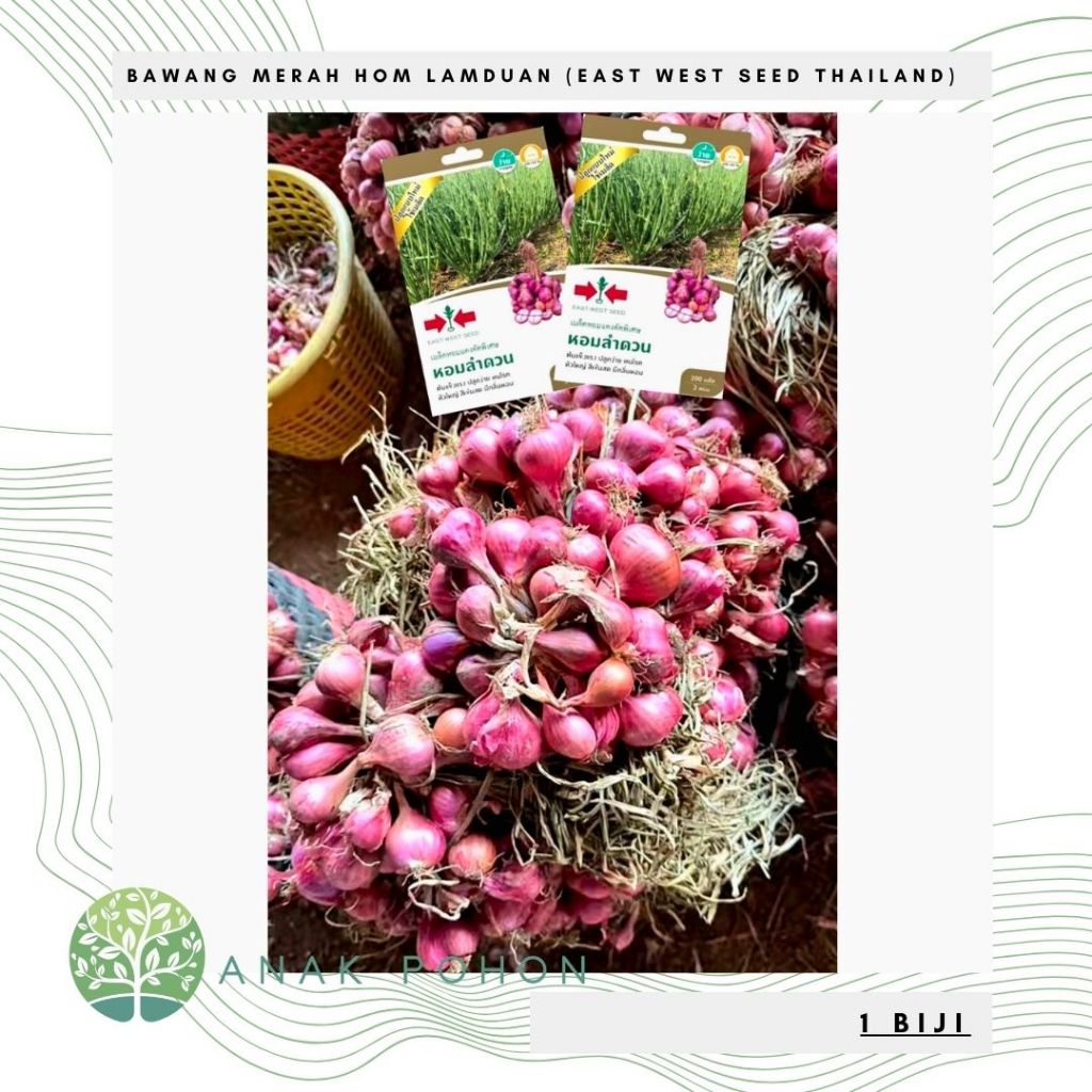BENIH BIBIT BIJI - BAWANG MERAH HOM LAMDUAN PLUMERIA SHALLOT SEEDS - IMPORT - EAST WEST SEED Verdio 