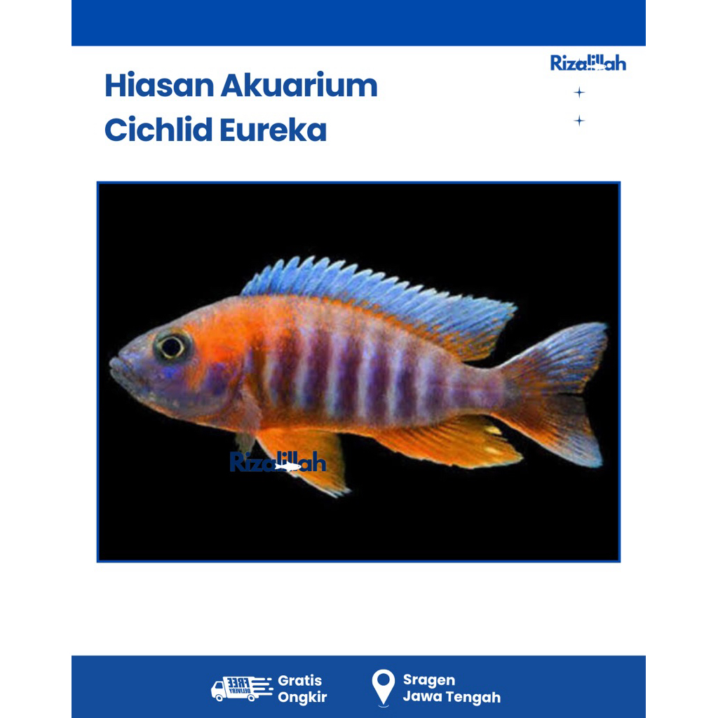 BERGARANSI Cichlid Eureka Pakan Premium