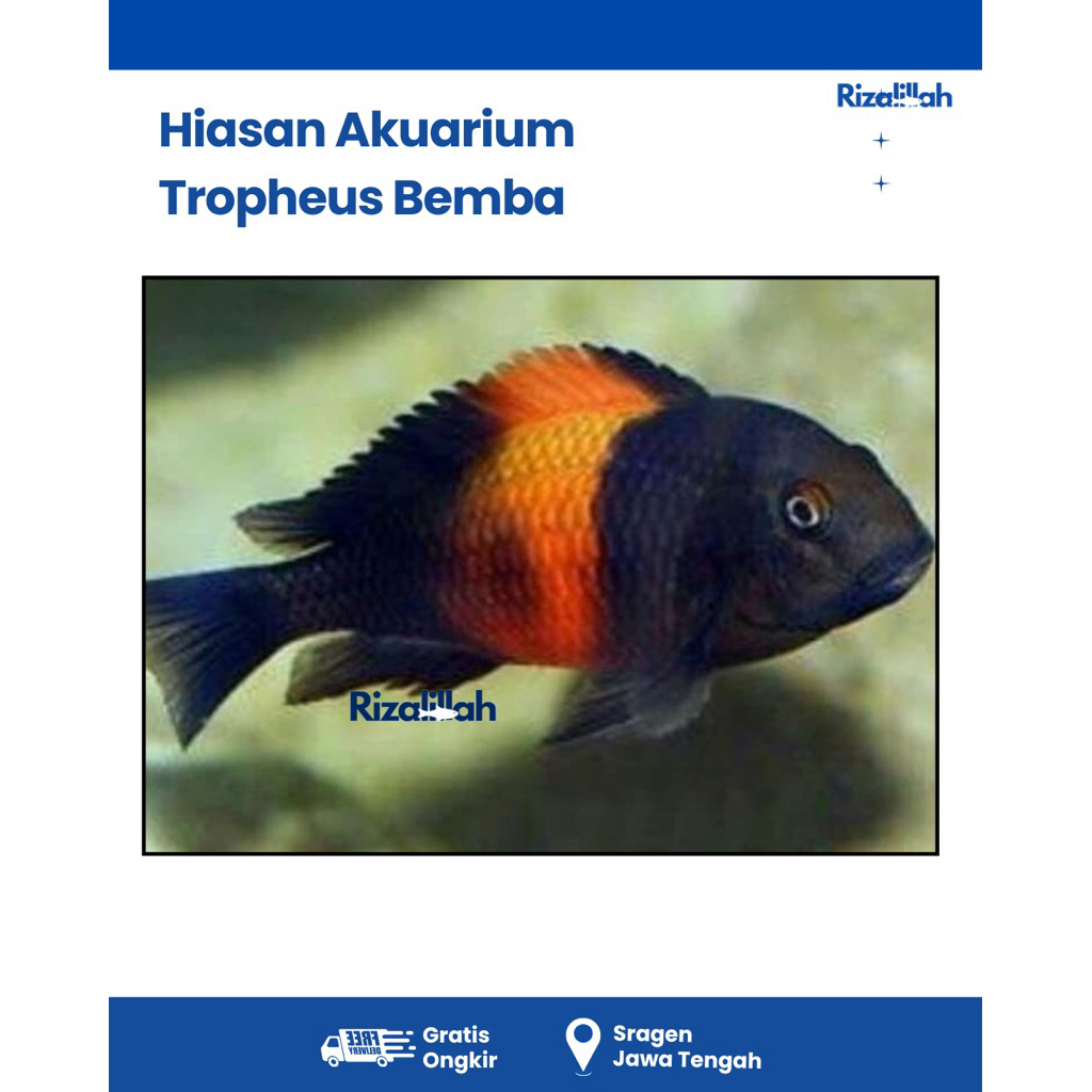 BERGARANSI Cichlid Tropheus Bemba