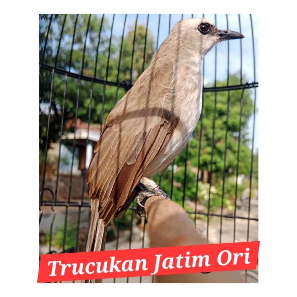 burung trucukan jantan jatim ori