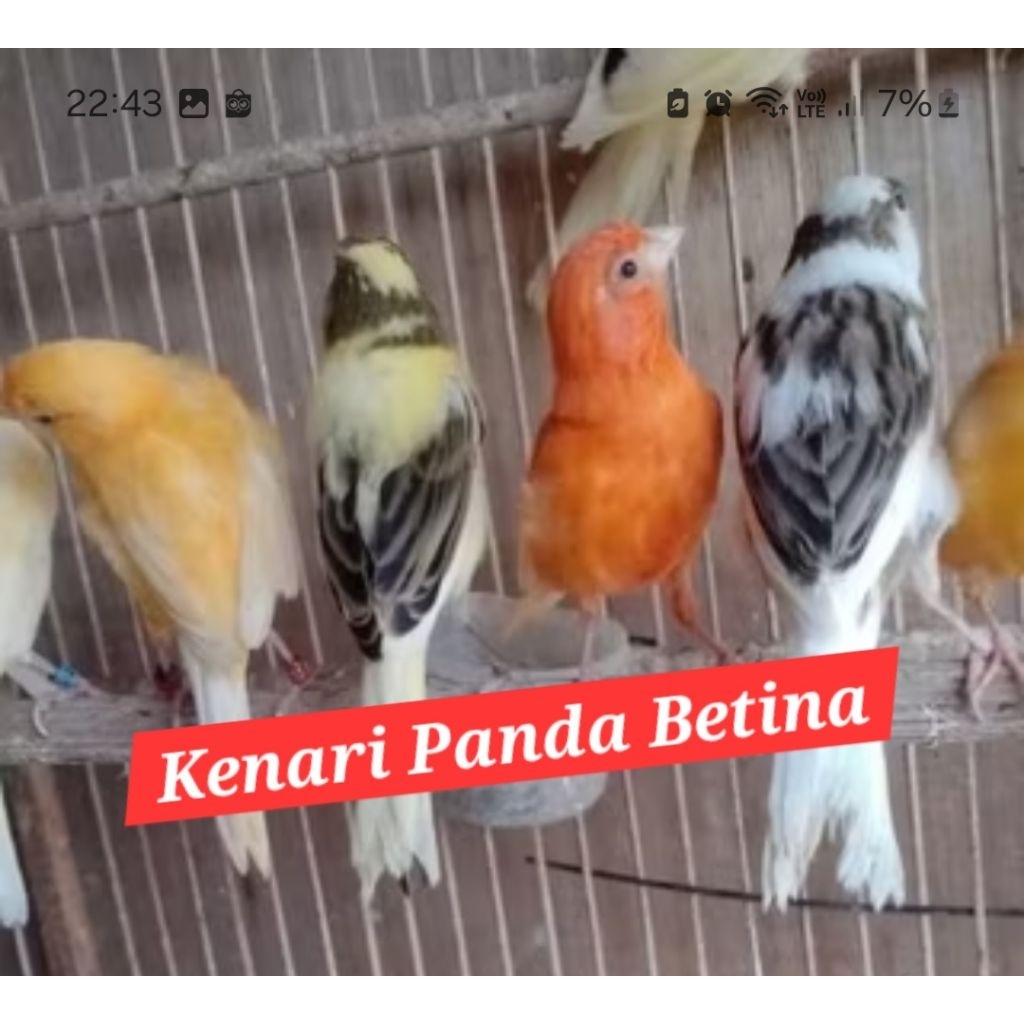 kenari panda loper betina siapan