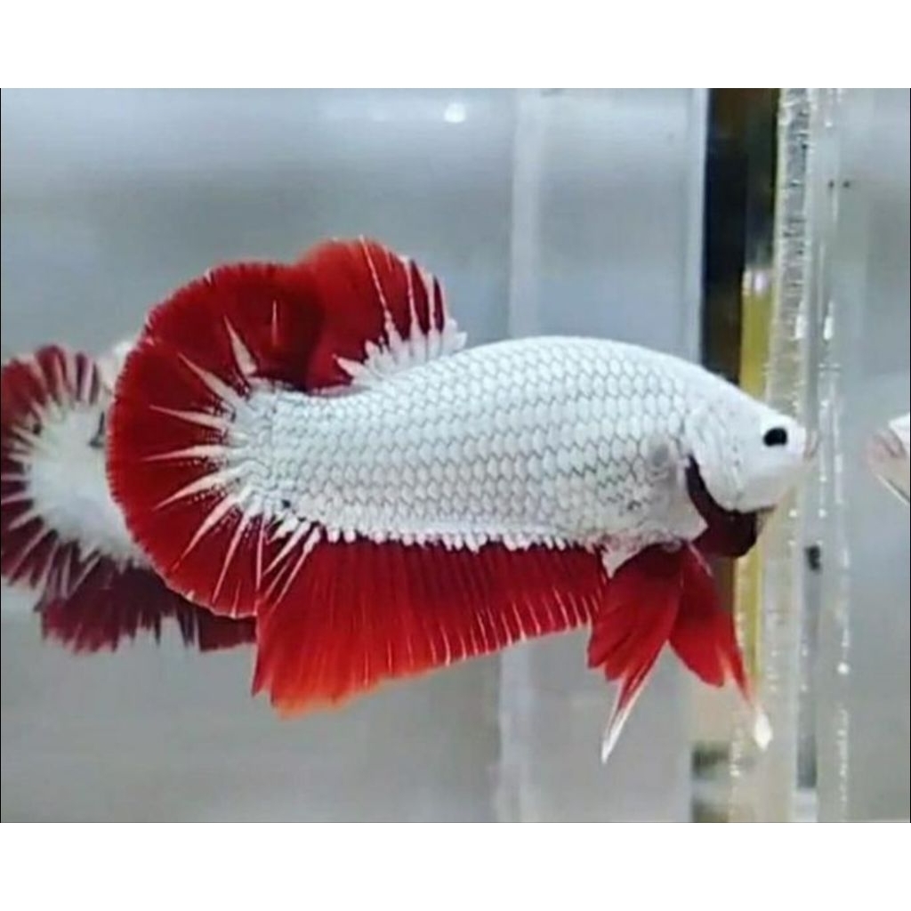 HIASAN AQUARIUM IKAN CUPANG PLAKAT DRAGON  ZISE L