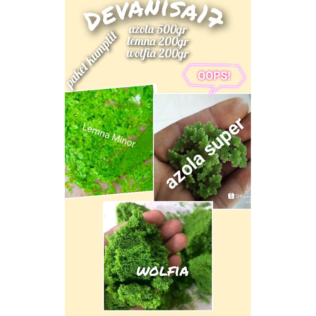 Paket kumplit azola + wolfia + lemna pakan alternatif mandiri