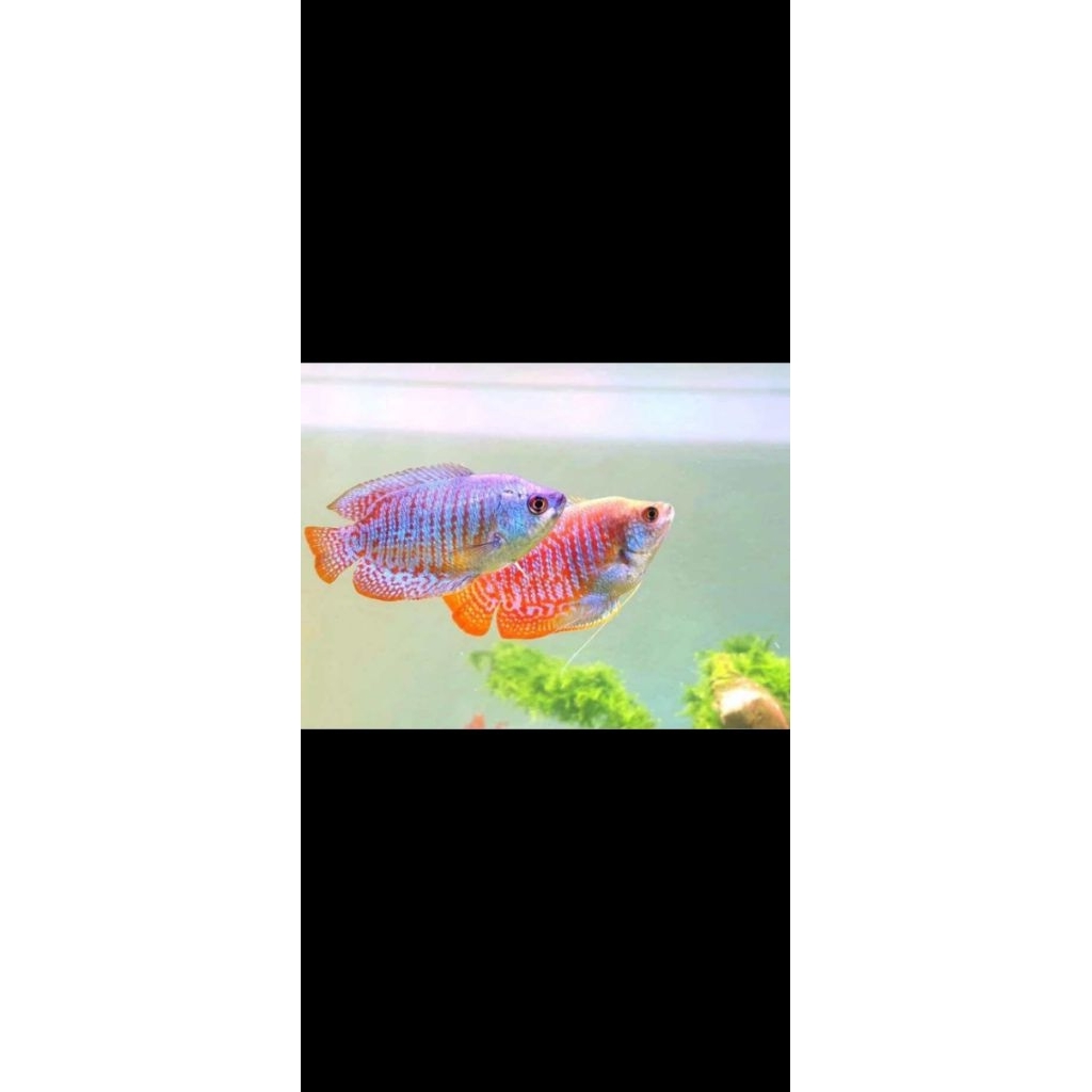 Hiasan aquarium sepat alius ralis/dwarf gurami mini