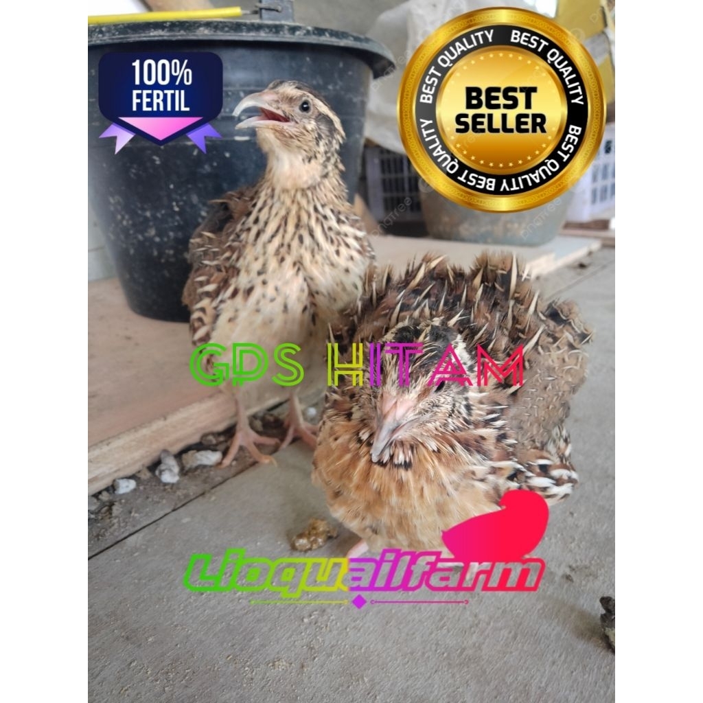 telur puyuh tetas/fertil GPS HITAM LOKAL ++dapat bonus dalam setiap pembelian