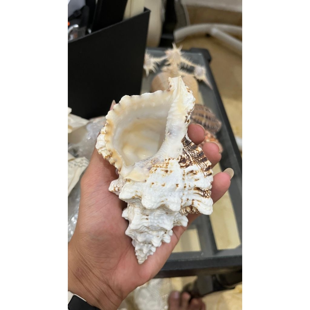 cangkang kelomang XXL cangkang murex menara bobo