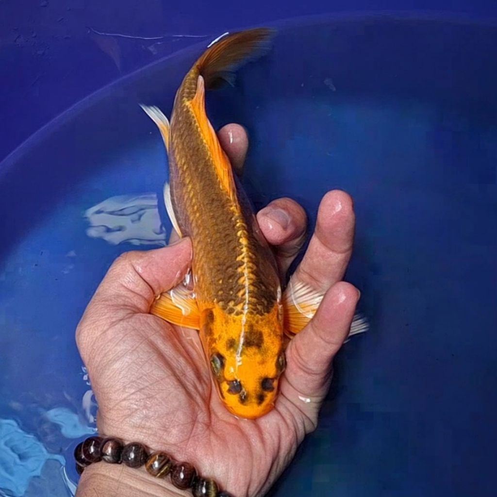 Ikan Koi Blitar Jenis Kumpay Slayer / Rumah Koi Jakarta / kode 006