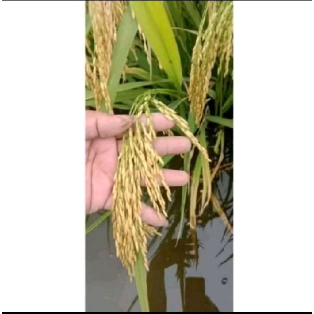 BENIH PADI IF 8 BERKURANG ORIGINAL KEMASAN 5KG