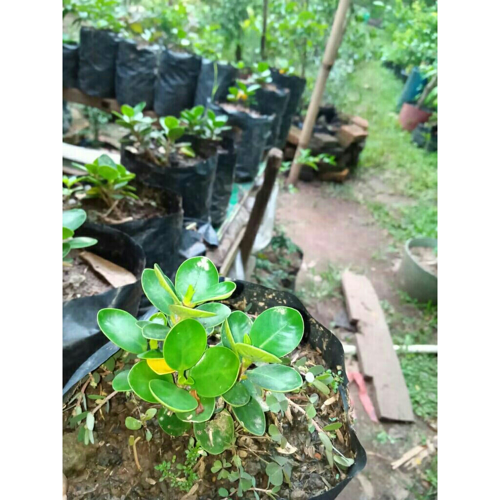 bibit dolar micro mangkok