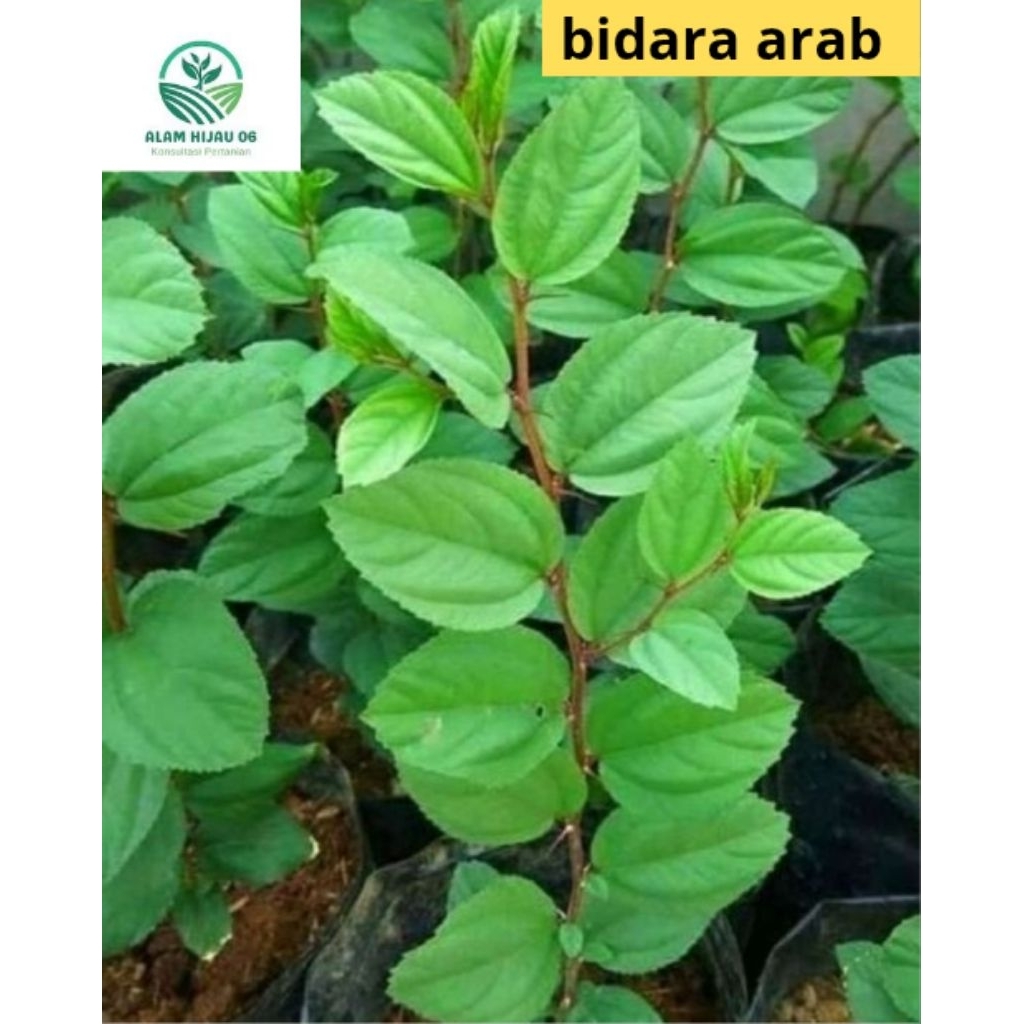 ( BISA COD ) Tanaman Bidara Arab Asli Tinggi 35-45cm Pohon Bidara Arab Rimbun Tanaman Bidara Arab  T