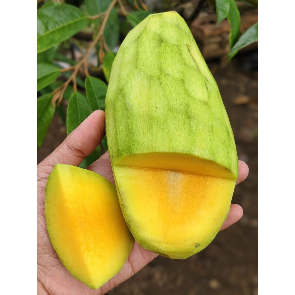 mangga kiojay mangga thailand