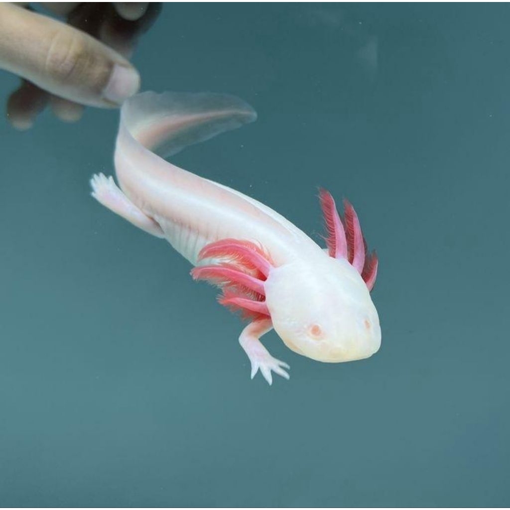 MAINAN/AXOLOTL/HIASAN/AQUARIUM/ALBINO