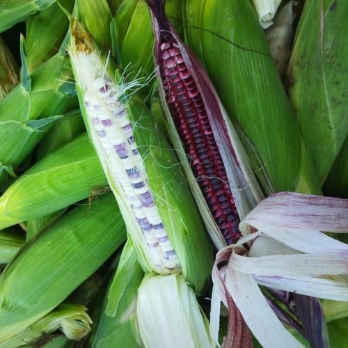 Jagung ketan batik dan jagung ketan unggu 1 kg isi 3-4 Bisa COD