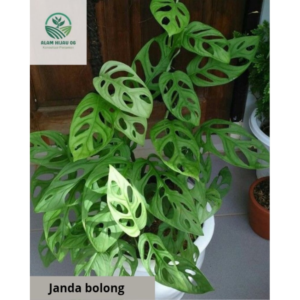 Tanaman Hias Janda Bolong- Tanaman Hias Janda bolong Asli Original Penyejuk Udara Segar