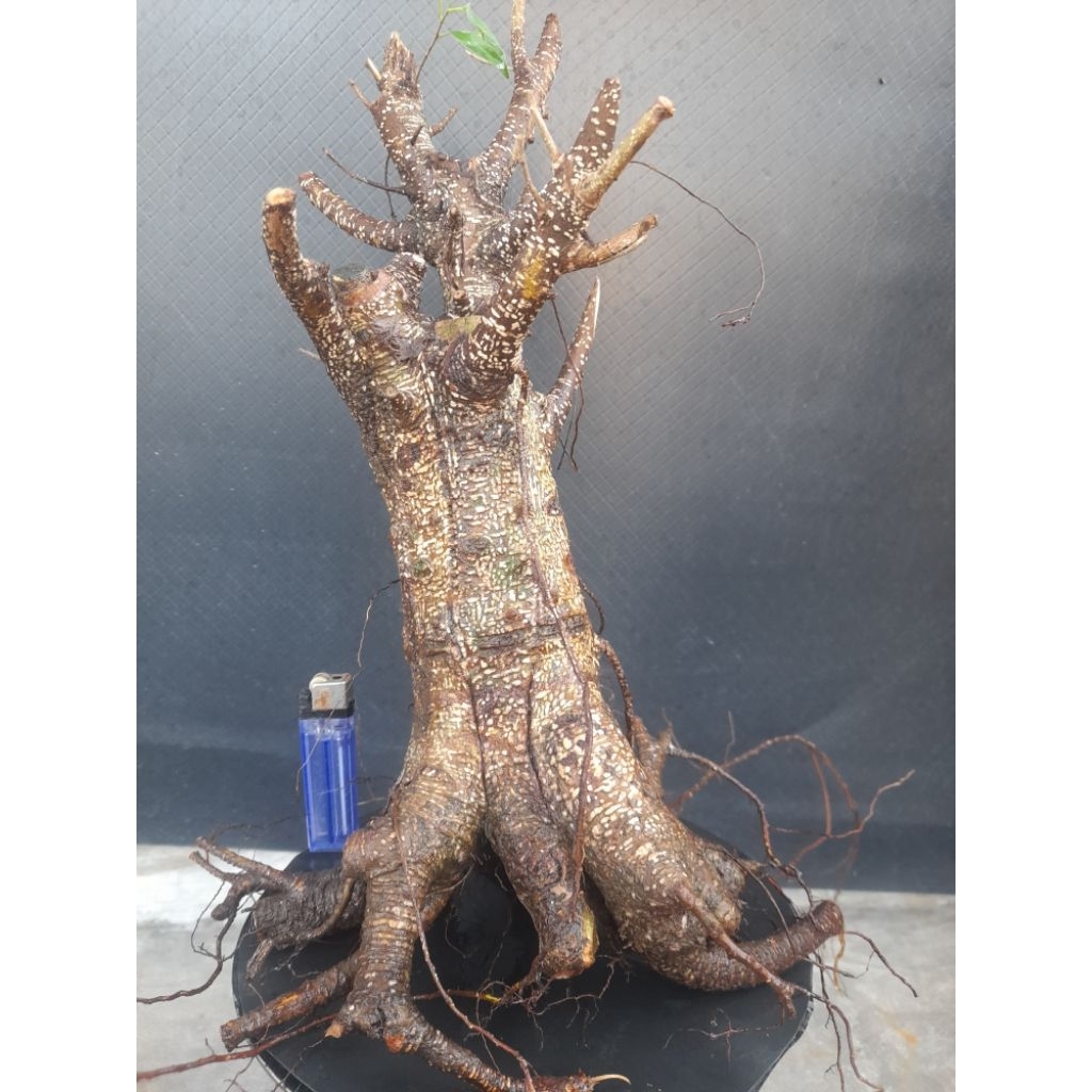 Bahan Bonsai Kimeng Program Akar Muter Prospek  Gaya formal Size Medium Real pict