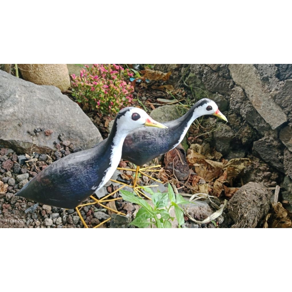 jontrot burung ruak-ruak mirip aslinya pancingan jitu anti zonk