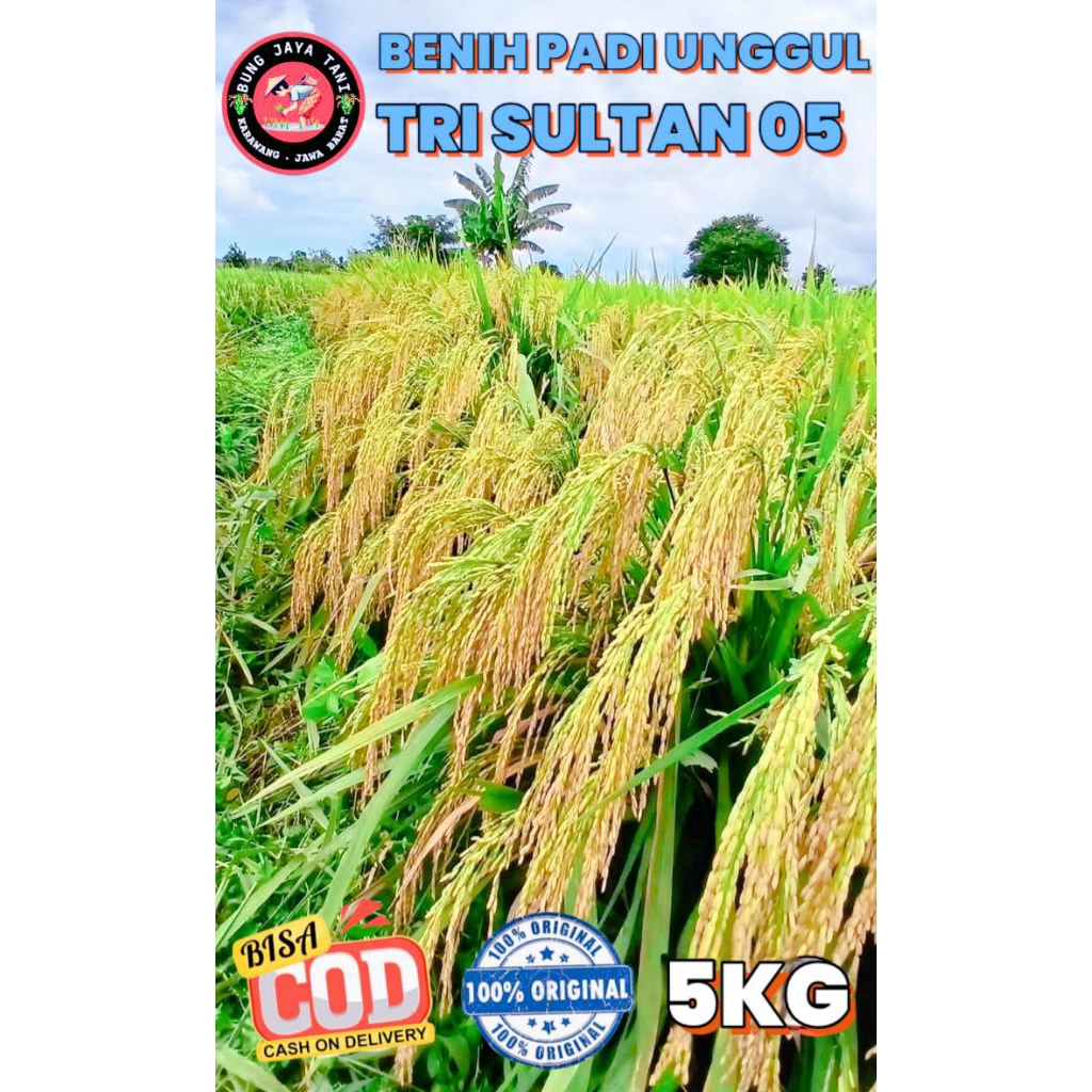 BENIH PADI UNGGUL BERKUALITAS TRI SULTAN KEMASAN 5KG
