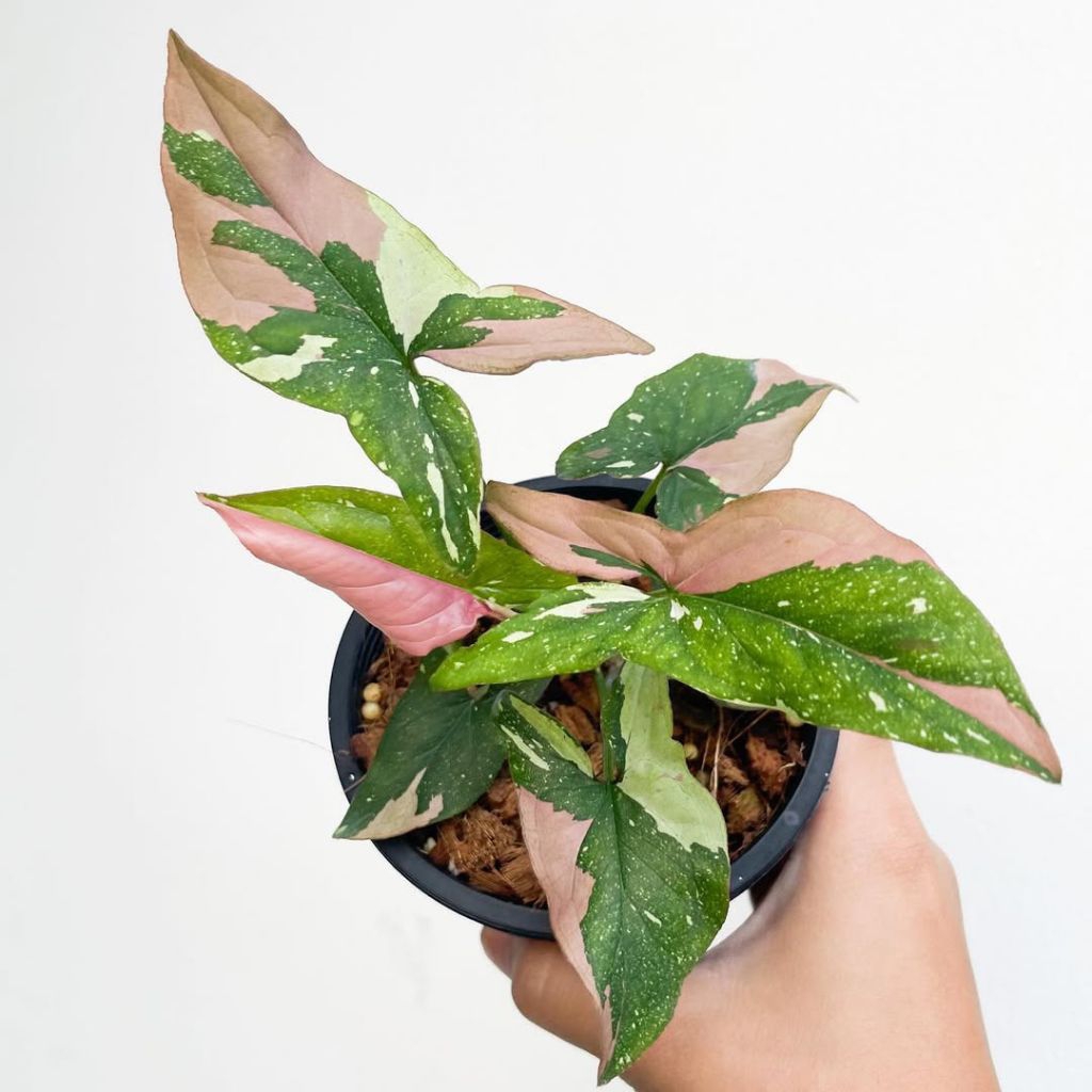 Syngonium Red Spot Tri color / Singonium tree colour import / sengonium 3 warna impor