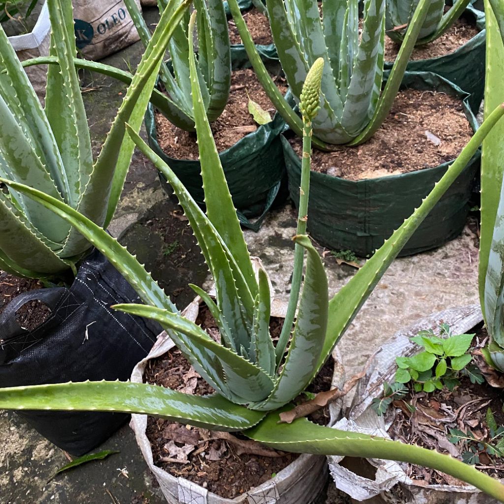 Bunga Lidah Buaya Jenis  BARBADENSIS