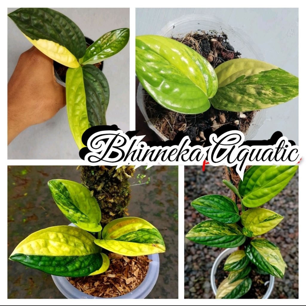 Tanaman Hias Monstera Karstenianum Variegata Sirih Badak Varigata Murah Ekonomis