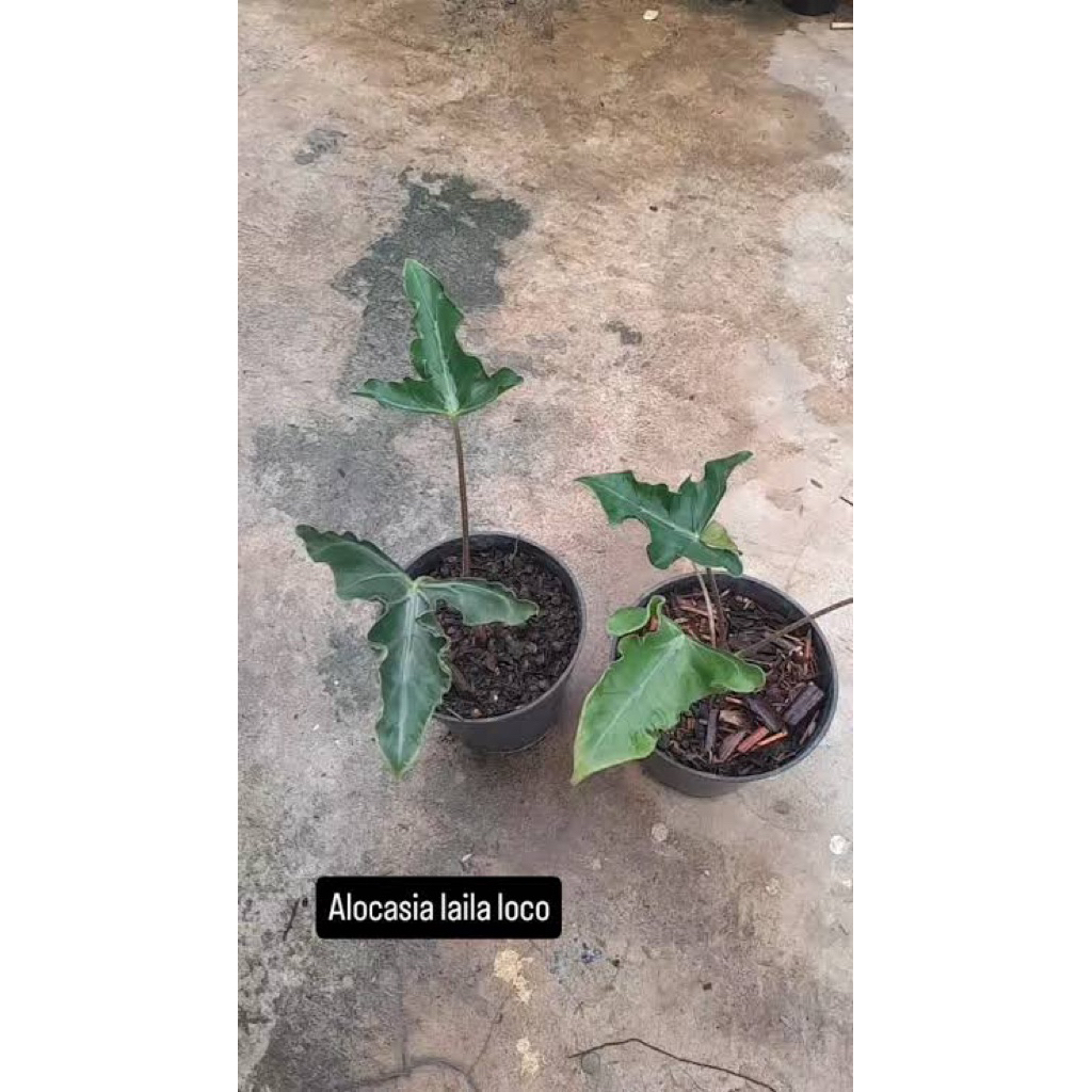 Alocasia Layla Loco Uk. Small / Alokasia Loco Layla Laila Locco / Tanaman Hias Rare Koleksi