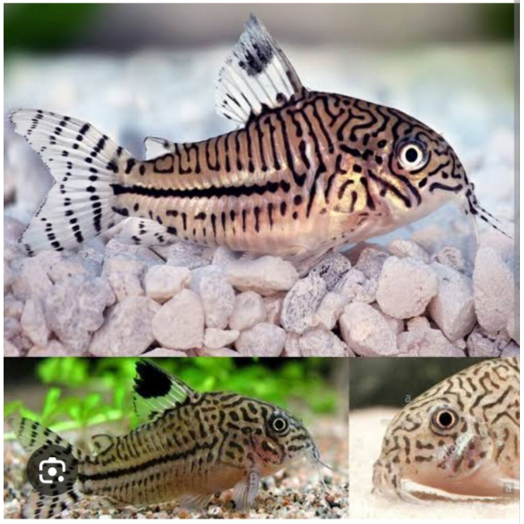 julii_corydoras