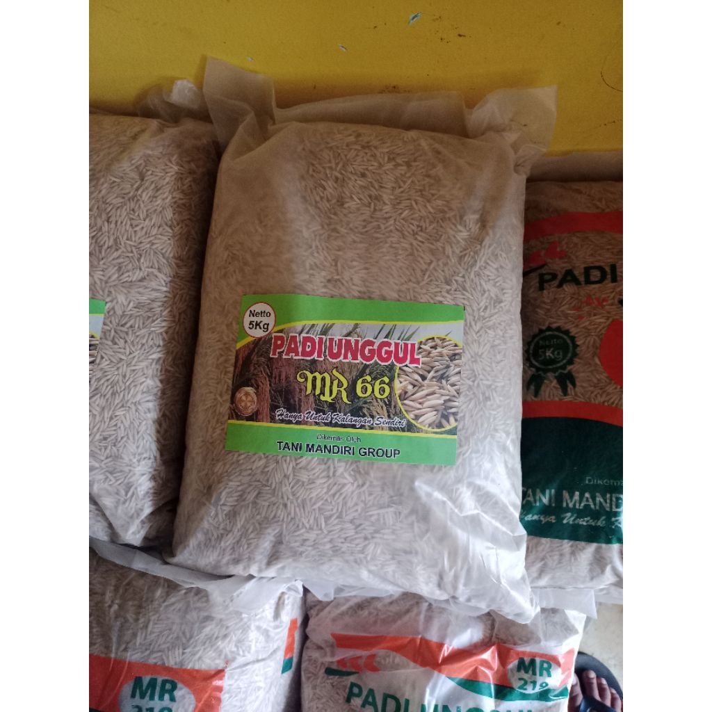 BENIH PADI MR 66 5KG