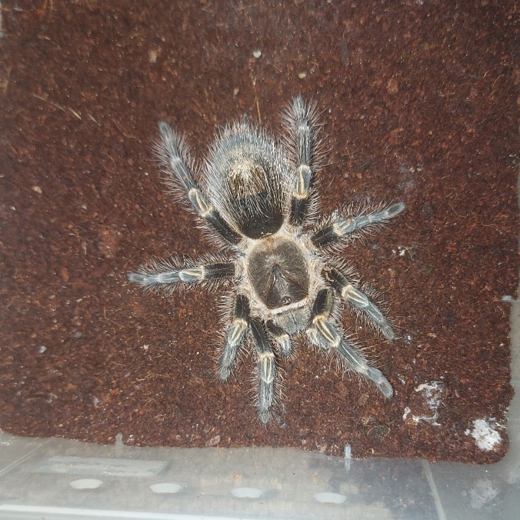 Grammostola Pulchripes Chaco Golden Knee