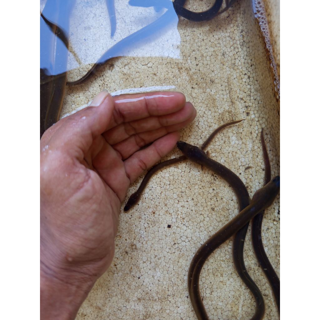 Bibit Sidat Ukuran 25-50gr Per Ekor Jenis Bicolor Jual Ekoran BERGARANSI 