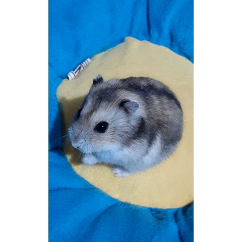 Indukan Hamster Winter Tiger