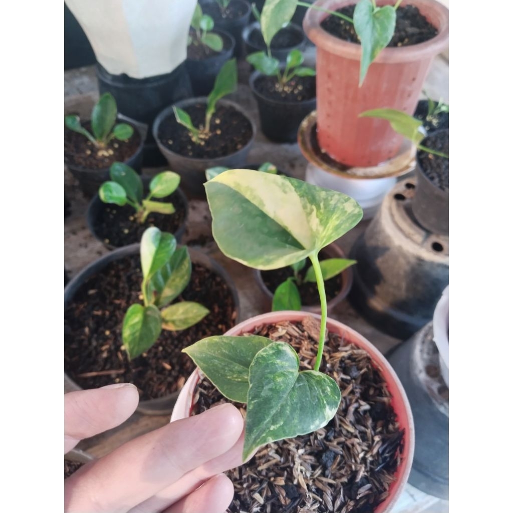 anthurium bronii varigata ( corong varigata mewah)