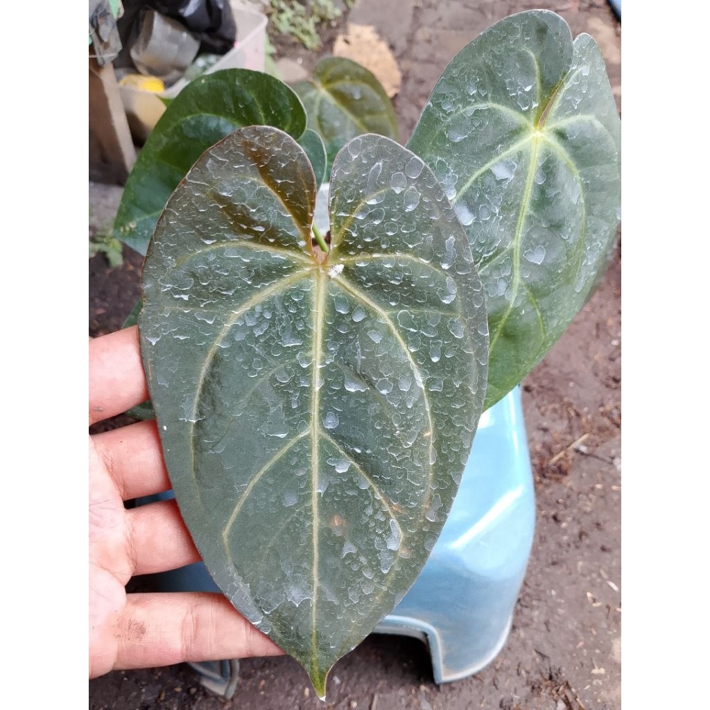 Regale Ecuador X portillae rare plant collection