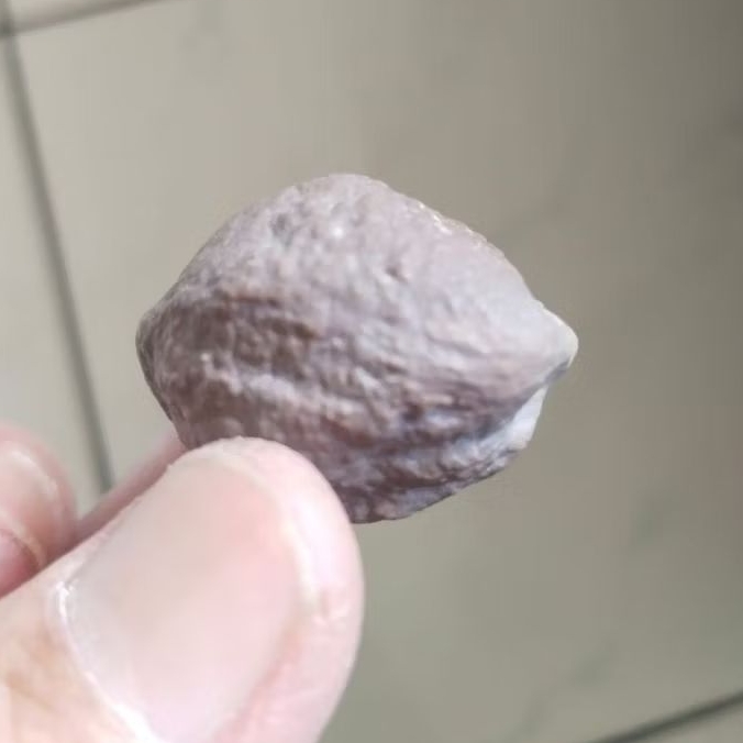 Kemiri Adu Muncang Adu Yanti Si Dollar Ori Size Kecil