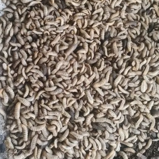 Maggot BSF Hidup 100 Gram kualitas super
