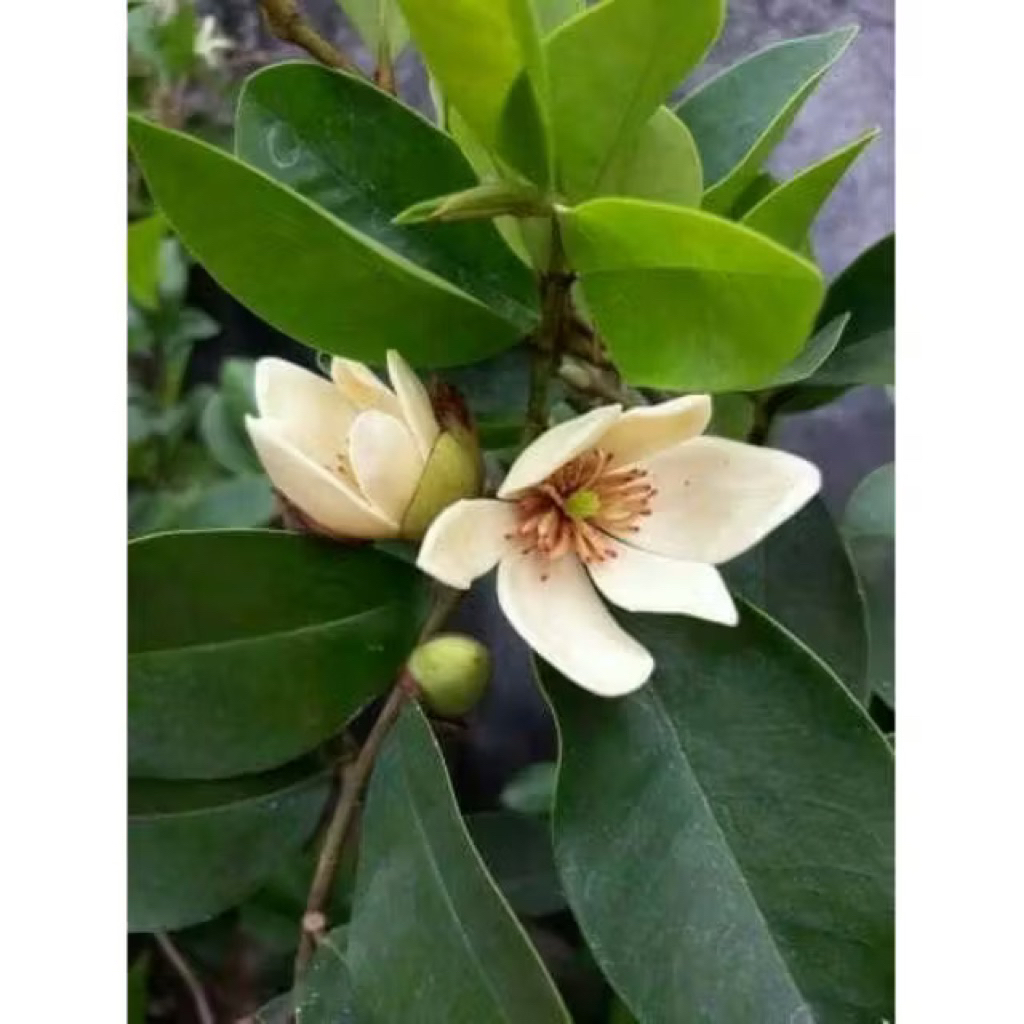 Magnolia Figo White - Tanaman Hias Cempaka Mulya Putih Wangi - Tanaman Bunga Cempaka Mulya Putih Rim