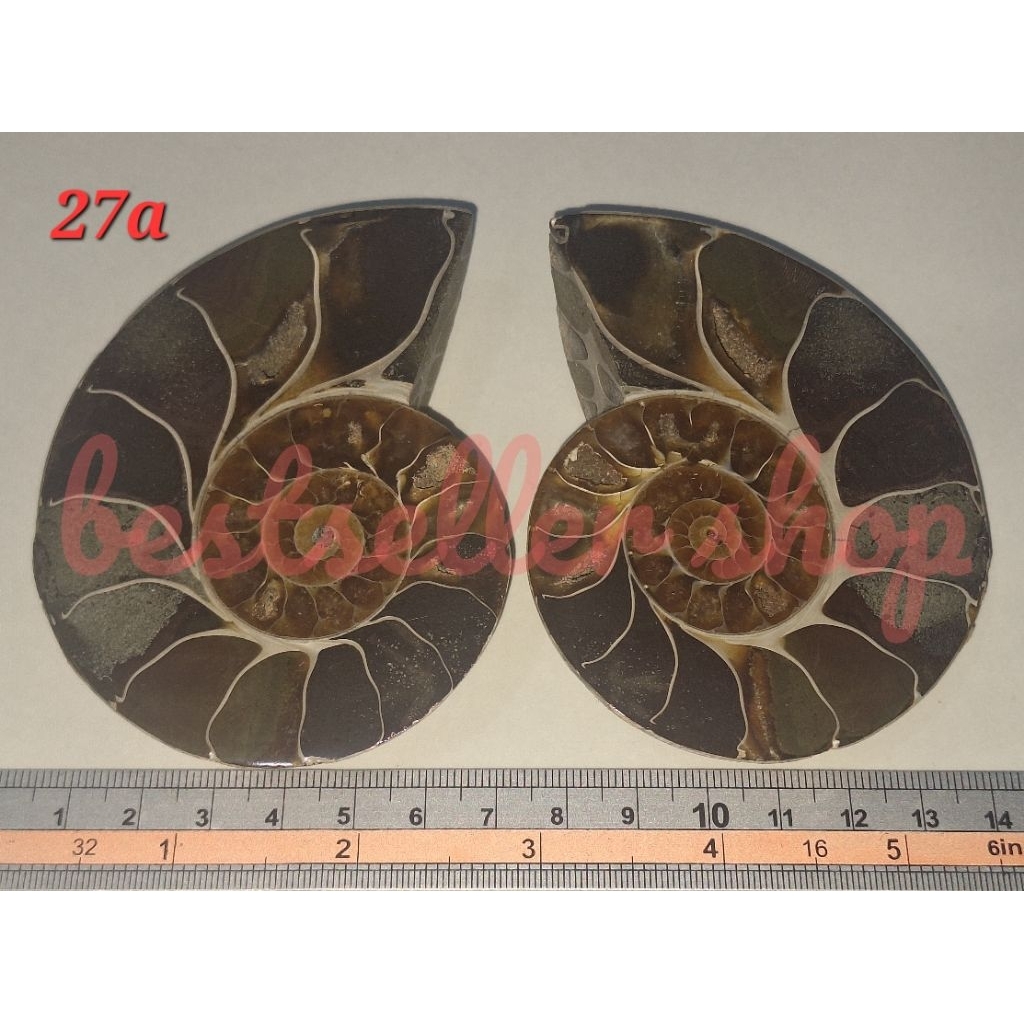 Batu Natural Ammonite Fossil - Batu Keong Fosil berat ± 311 gram, Dim ± 92x72 mm (x2)