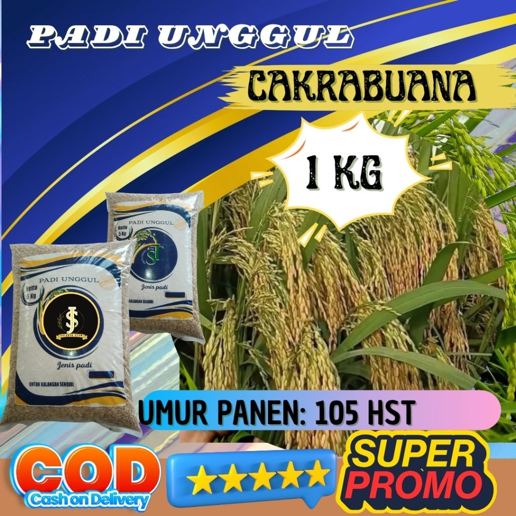 Benih padi unggul Cakrabuana kemasan 1kg original Berkualitas / Anti Hama / Anti Roboh - SRI JAYA FA