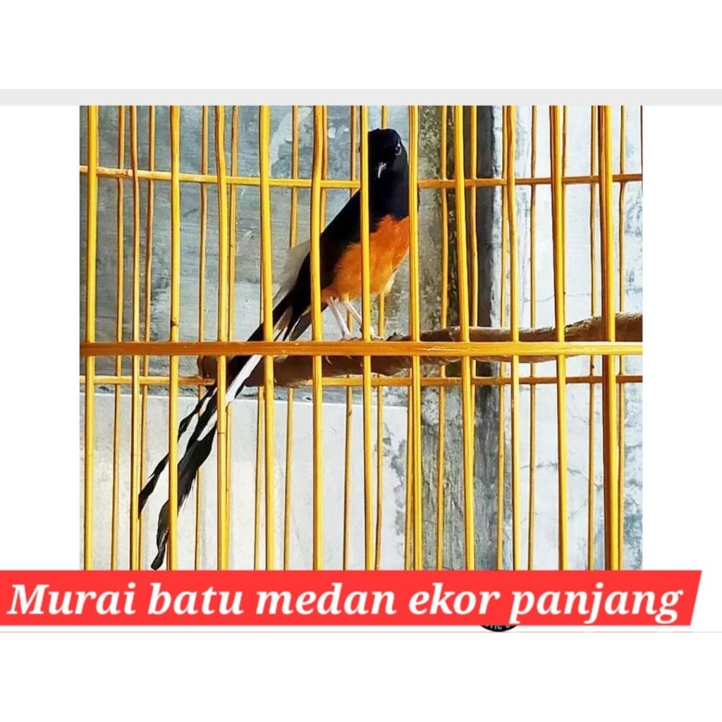 murai batu medan ekor panjang