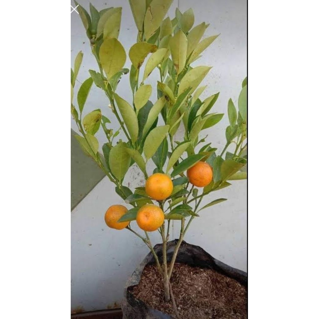 bibit jeruk santang madu valid