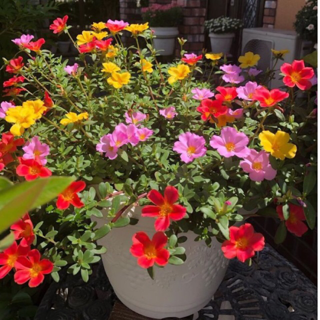 Tanaman Hias Bunga Duna Krokot 10 Batang Mix Duna Sweetbery Sudah Berakar Berkualitas