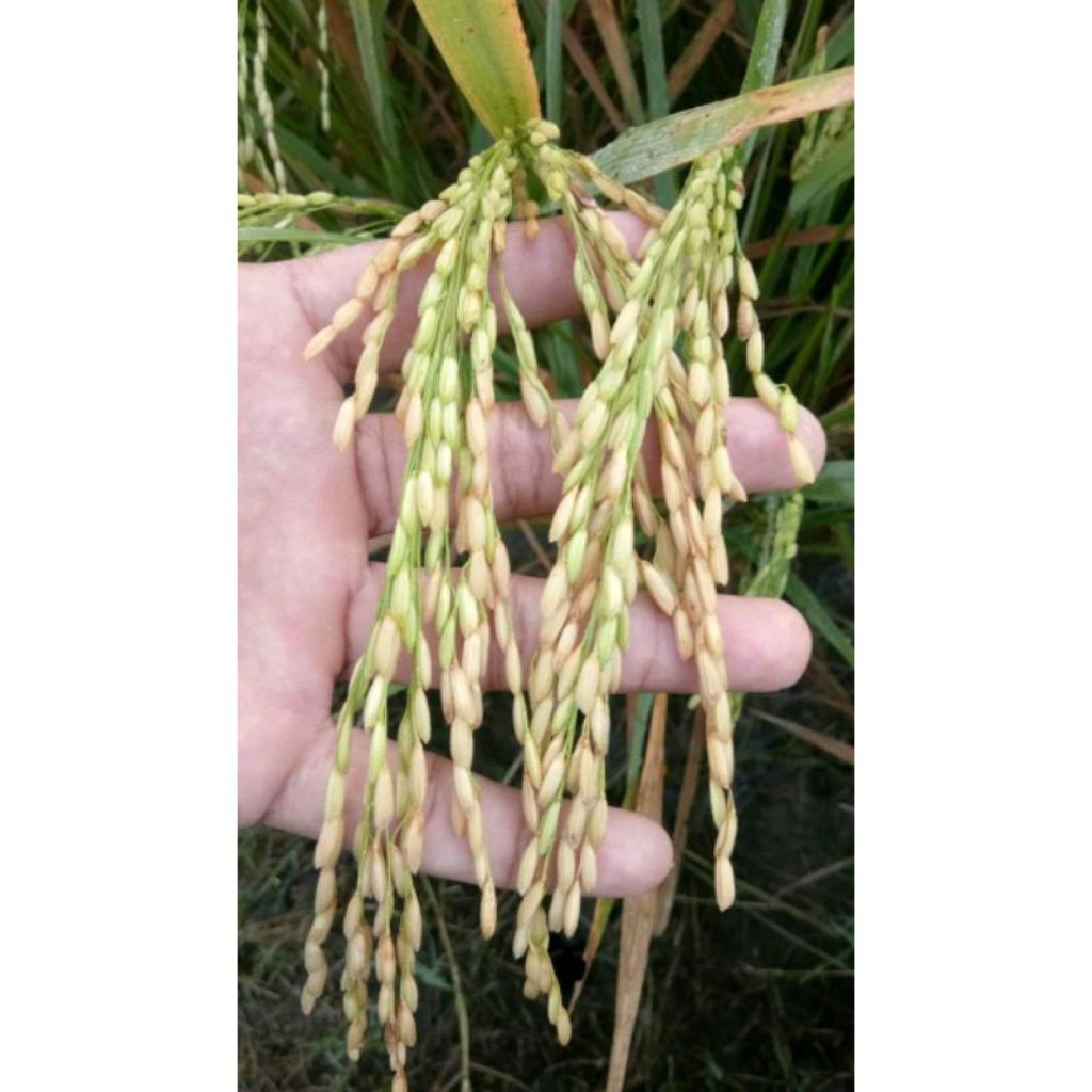 benih padi bibit padi infari32 promeo kemasan 1 kg