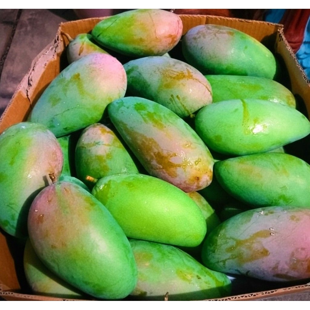 Mangga Kiojay (Mangga Thailand)