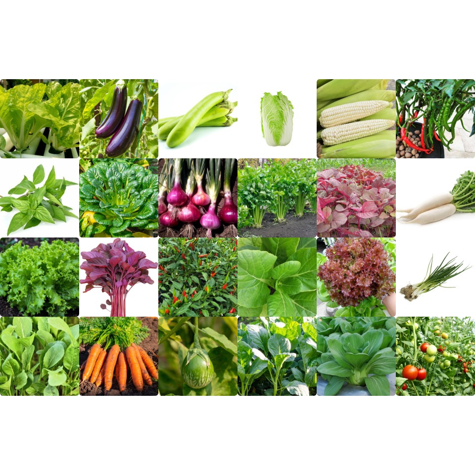 PAKET 30 MACAM Jenis Benih Sayuran Bibit Sayur Buah Lengkap Untuk Variasi Kebun Anda Biji Sayuran Da
