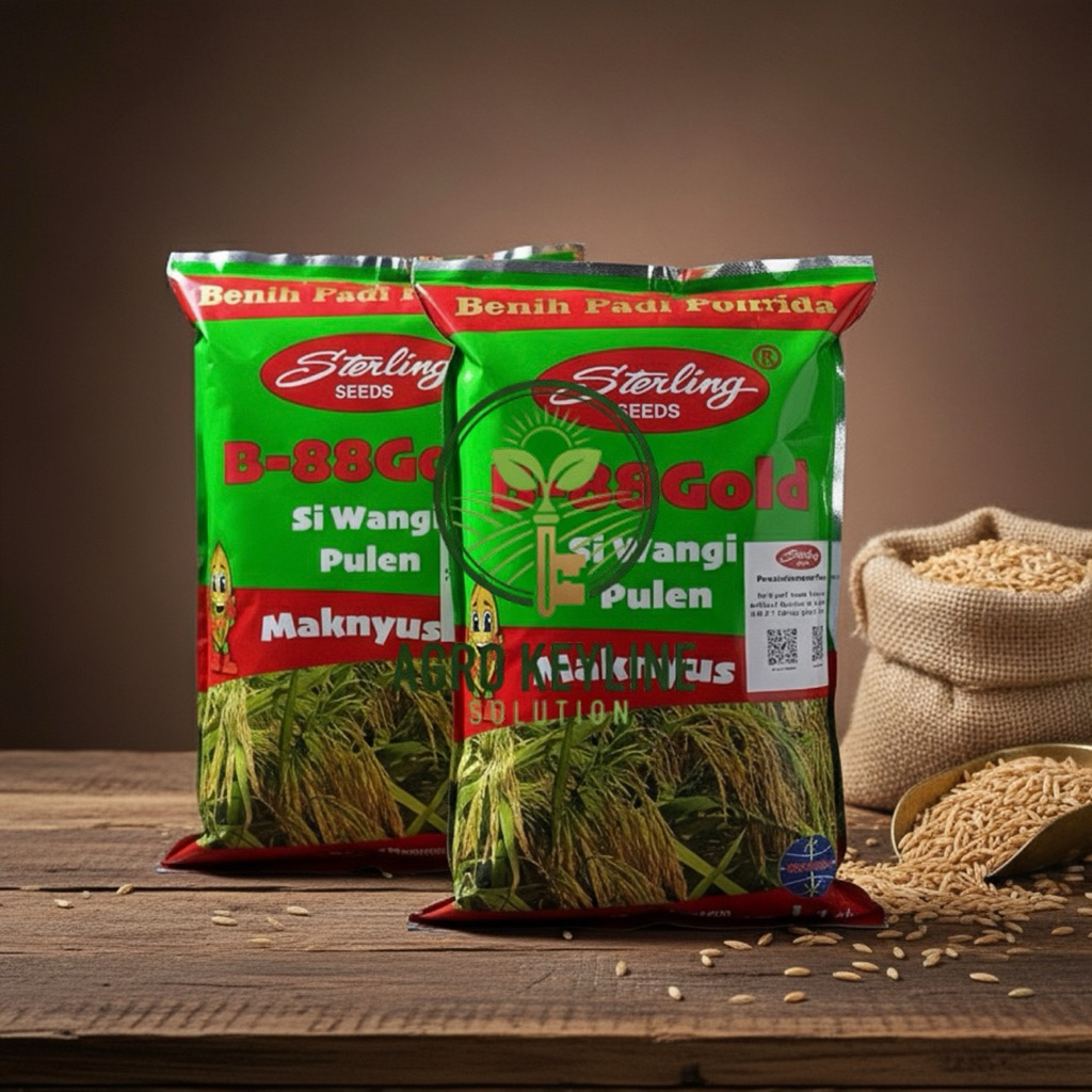 BENIH PADI HIBRIDA F1 SI WANGI PULEN MAKNYUS (1Kg) - Bibit Beras Aromatik & Hasil Tinggi