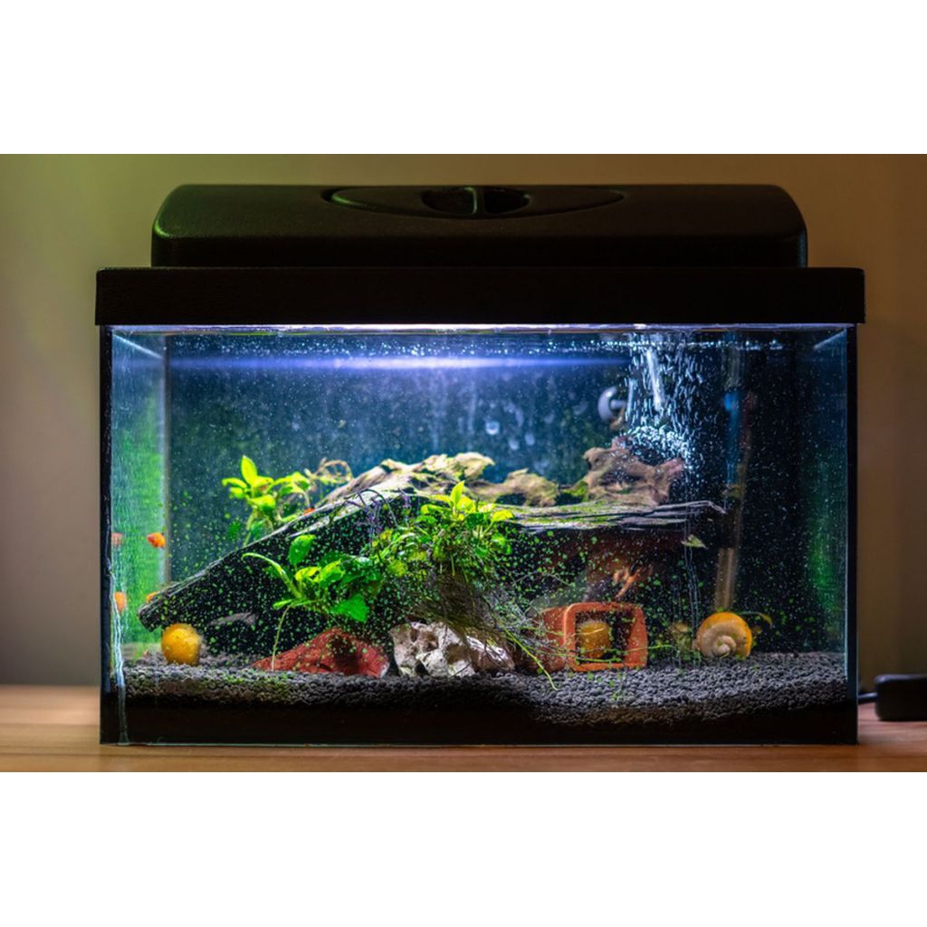 aksesoris.akuarium.chana.asiatica.rsp.kalimaya