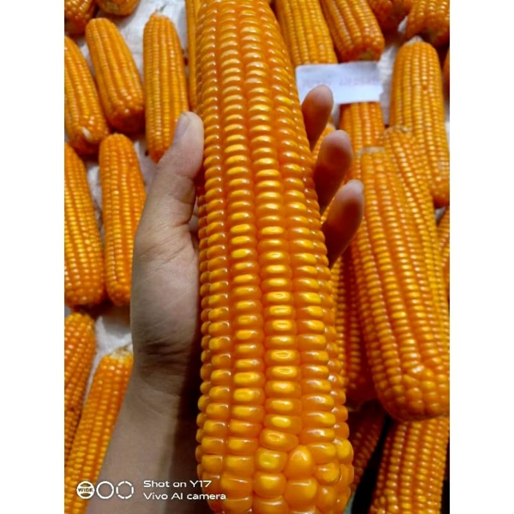 COD.. BENIH BIJI JAGUNG HIBRIDA TURUNAN SUPER BISI 79 1 KG
