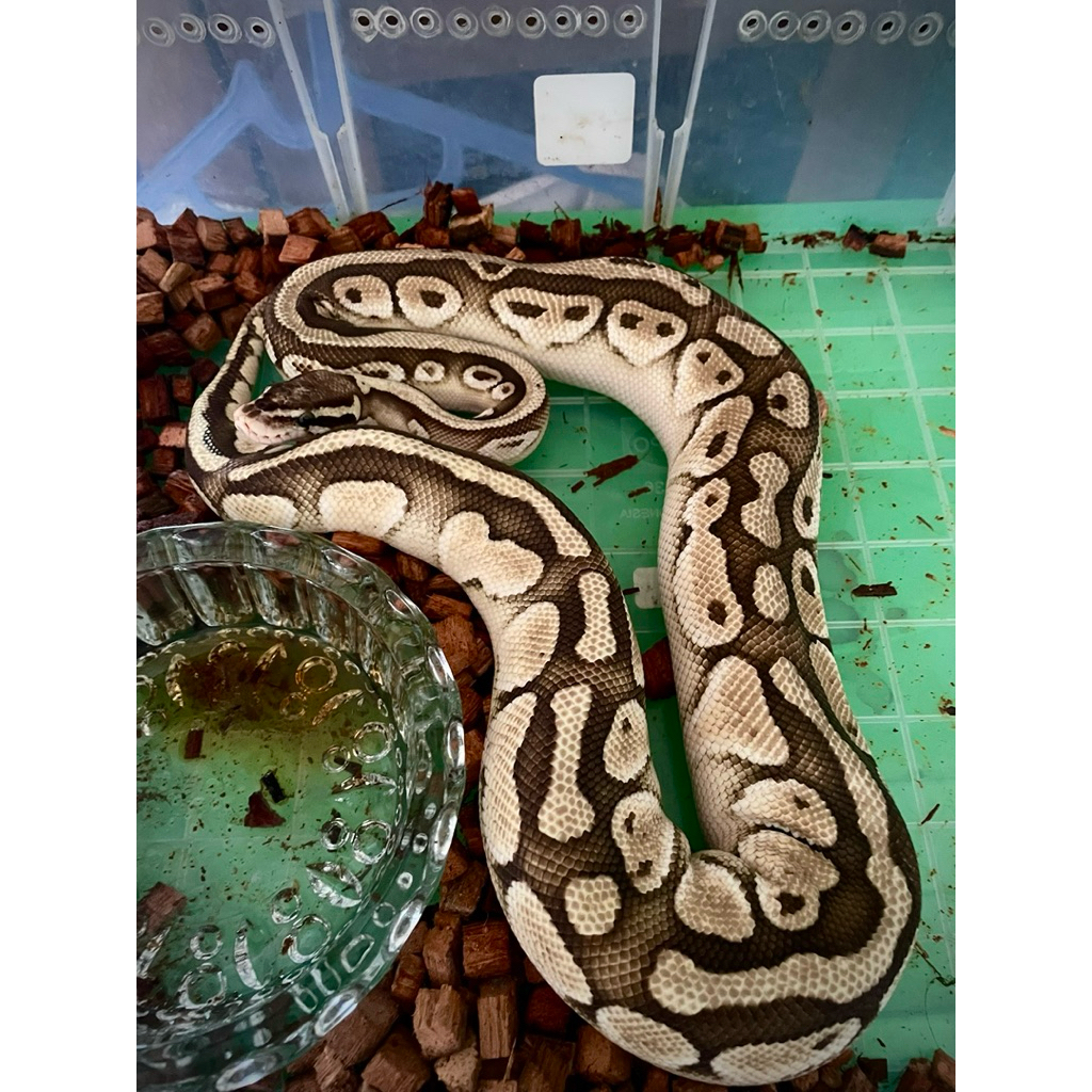 BALL PYTHON FIRE ENCHI MALE