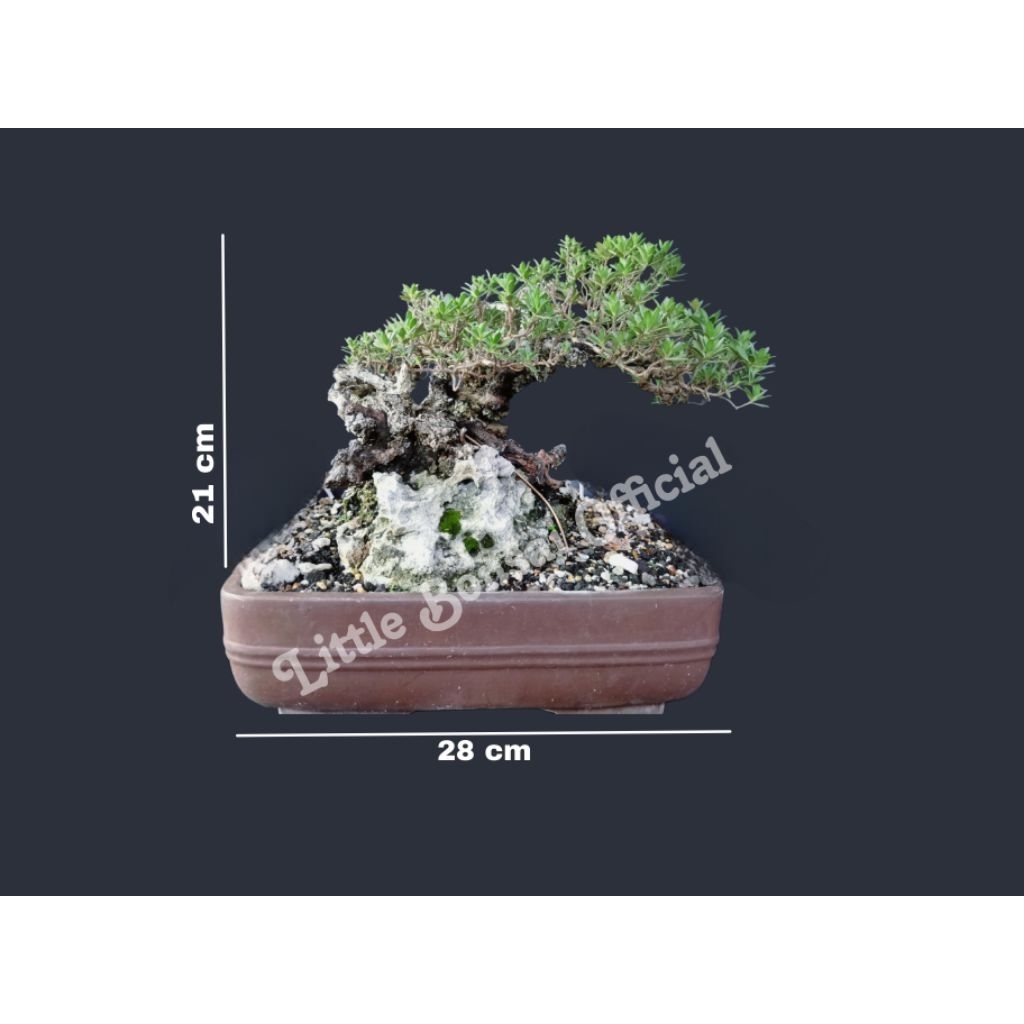 Santigi Small / Bonsai Santigi / Kontes