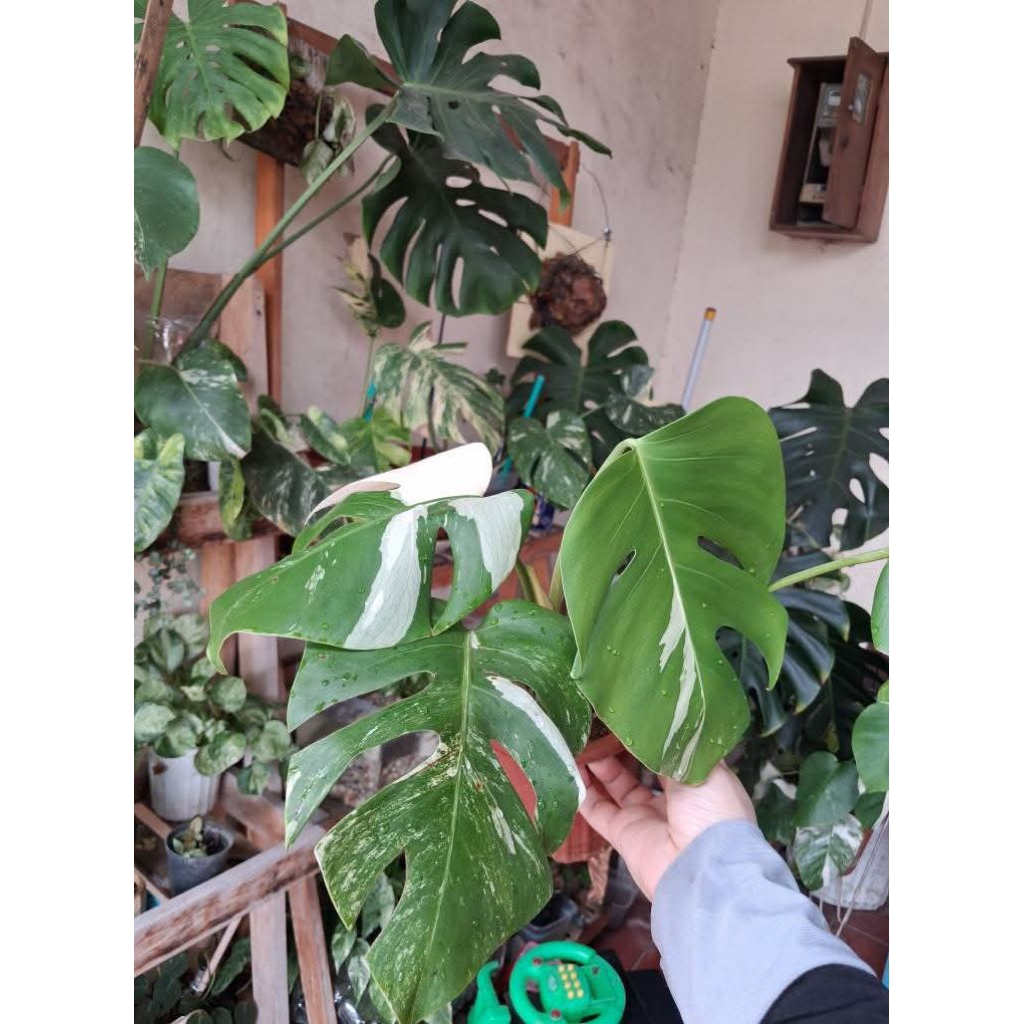 tanaman monstera variegata